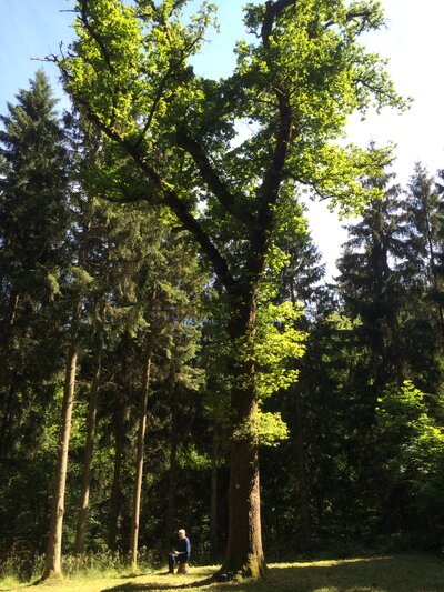 Die Napoleonseiche im Roßbachwald Die Napoleonseiche im Roßbachwald
