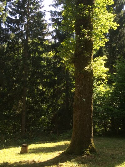Die Napoleonseiche im Roßbachwald Die Napoleonseiche im Roßbachwald