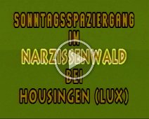 1997 Narzissenwald Housingwn (Lux)