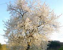 Frühling ©Lothar Brandt