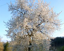 Frühling ©Lothar Brandt