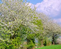 Kirsche4hdr